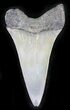 Fossil Mako (Isurus) Shark Tooth - Belgium #24374-1